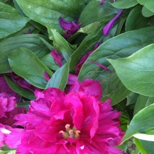 Meet your Posher, Marie